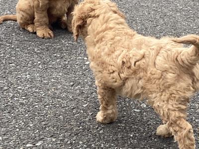 Beautiful Cockapoo puppies 🐶 in Wexford