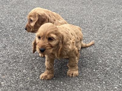 Beautiful Cockapoo puppies 🐶 in Wexford