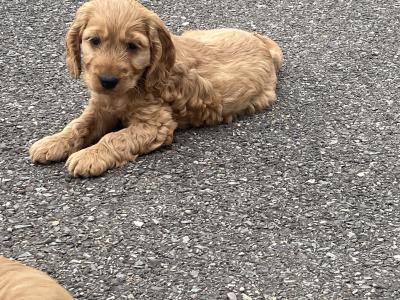 Beautiful Cockapoo puppies 🐶 in Wexford