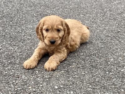 Beautiful Cockapoo puppies 🐶 in Wexford