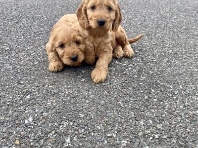 Beautiful Cockapoo puppies 🐶 in Wexford