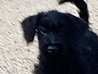 Schnoodle puppies in Kilkenny