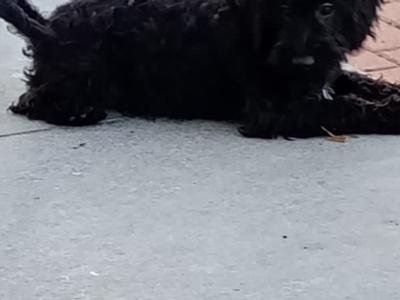 Schnoodle puppies in Kilkenny