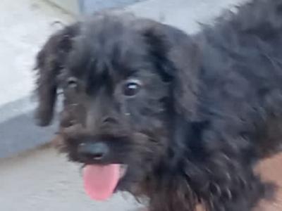Schnoodle puppies in Kilkenny