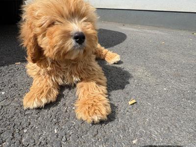 Cavapoo male in Kilkenny
