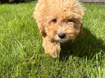 Cavapoo male in Kilkenny
