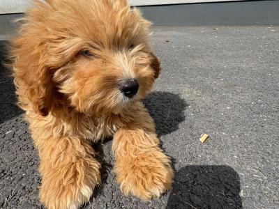 Cavapoo male in Kilkenny