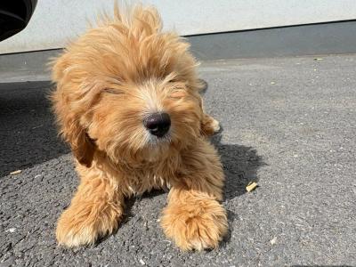 Male Cavapoo puppy 3 months old in Kilkenny
