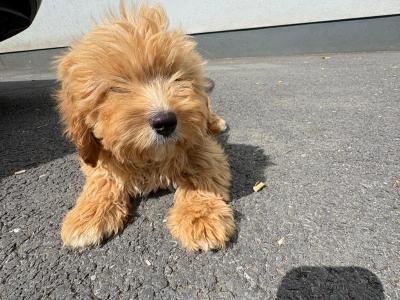 Cavapoo male in Kilkenny