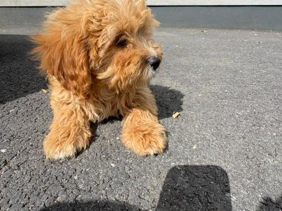 Cavapoo male in Kilkenny