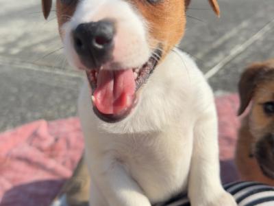 ✨Jack Russell puppies for sale in Cork ✨