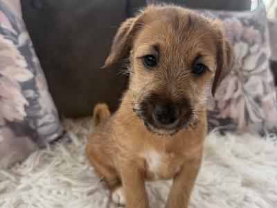 ✨Jack Russell puppies for sale in Cork ✨
