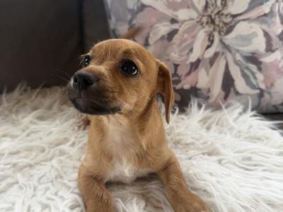✨Jack Russell puppies for sale in Cork ✨