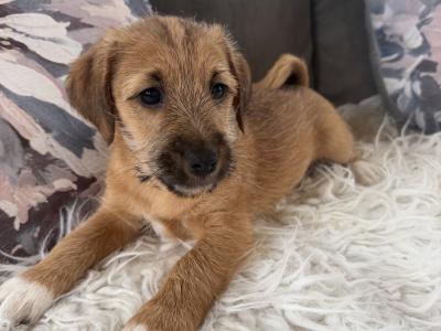 ✨Jack Russell puppies for sale in Cork ✨