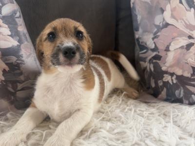 ✨Jack Russell puppies for sale in Cork ✨