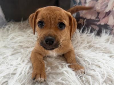 ✨Jack Russell puppies for sale in Cork ✨