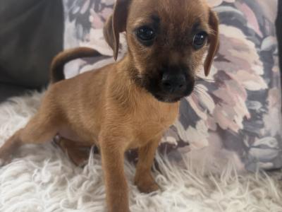 ✨Jack Russell puppies for sale in Cork ✨