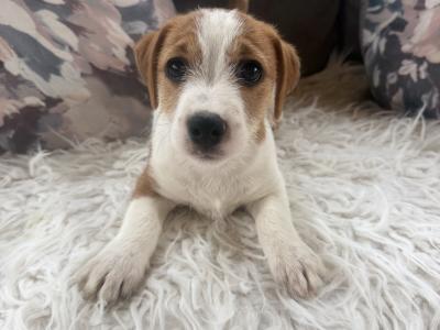✨Jack Russell puppies for sale in Cork ✨