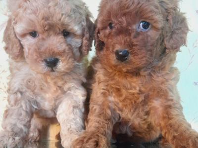 ⭐ Beautiful Maltipoo puppies in Cavan ⭐
