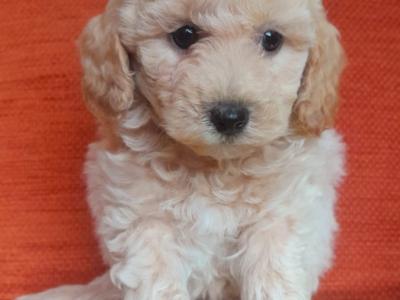 ⭐ Beautiful Maltipoo puppies in Cavan ⭐