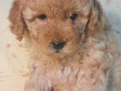 ⭐ Beautiful Maltipoo puppies in Cavan ⭐
