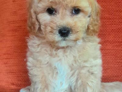 ⭐ Beautiful Maltipoo puppies in Cavan ⭐