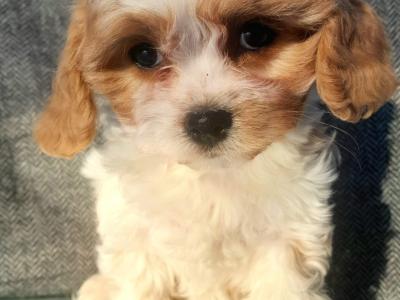 ⭐ Beautiful Maltipoo puppies in Cavan ⭐