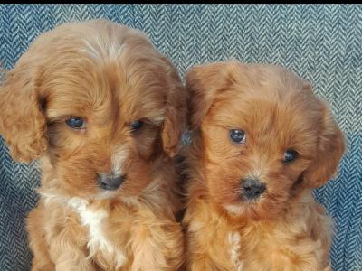 ⭐ Beautiful Maltipoo puppies in Cavan ⭐