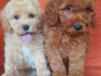 ⭐ Beautiful Maltipoo puppies in Cavan ⭐