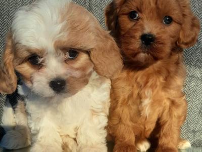 ⭐ Beautiful Maltipoo puppies in Cavan ⭐