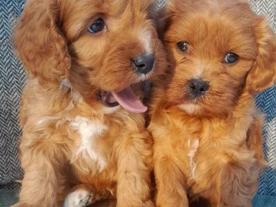 ⭐ Beautiful Maltipoo puppies in Cavan ⭐