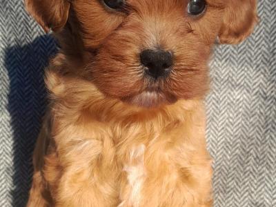 ⭐ Beautiful Maltipoo puppies in Cavan ⭐