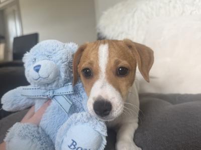 ✨Jack Russell puppies for sale in Cork ✨