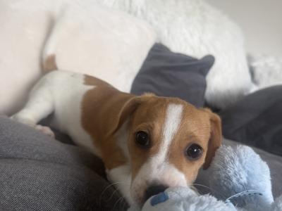 ✨Jack Russell puppies for sale in Cork ✨