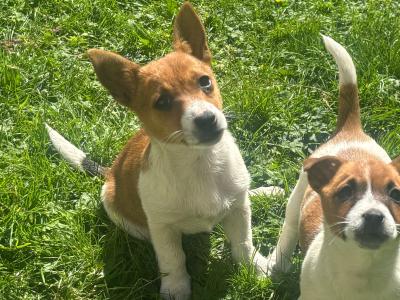 Purebred Jack Russell–Collection in Dublin Available
