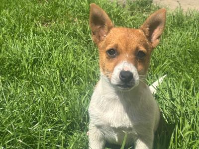 Purebred Jack Russell–Collection in Dublin Available