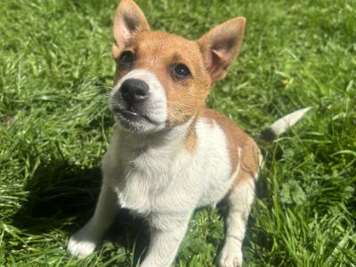 Purebred Jack Russell–Collection in Dublin Available