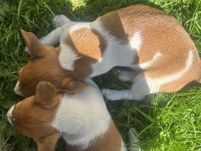 Purebred Jack Russell–Collection in Dublin Available