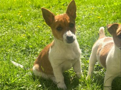 Purebred Jack Russell–Collection in Dublin Available