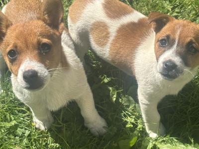 Purebred Jack Russell–Collection in Dublin Available