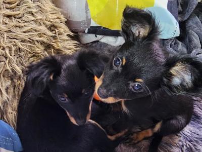 Russkiy Toy Terrier Long Haired IKC 😍