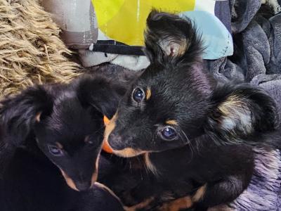 IKC Registered Russian Toy Terrier Long Haired puppies in Clare 😍