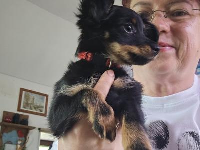 Russkiy Toy Terrier Long Haired IKC 😍
