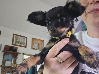 Russkiy Toy Terrier Long Haired IKC 😍