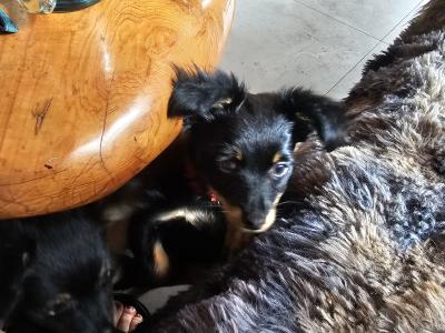 Russkiy Toy Terrier Long Haired IKC 😍