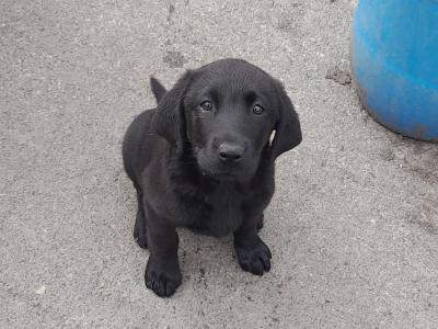 4 female IKC registered black Labrador pups in cavan