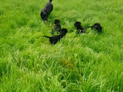 4 female IKC registered black Labrador pups in cavan