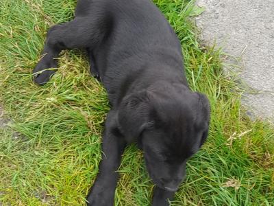 4 female IKC registered black Labrador pups in cavan