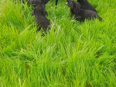 4 female IKC registered black Labrador pups in cavan