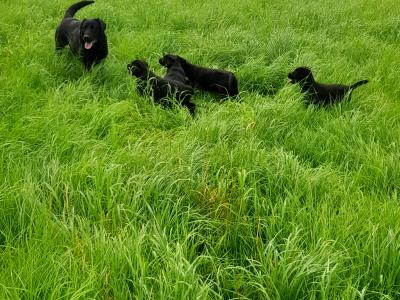 4 female IKC registered black Labrador pups in cavan